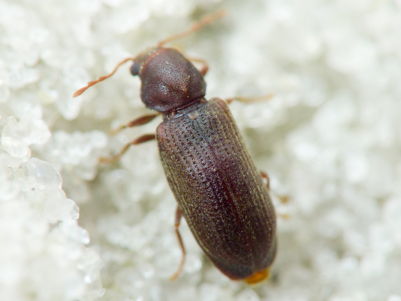 Cacotemnus rufipes (Fabricius, 1792)